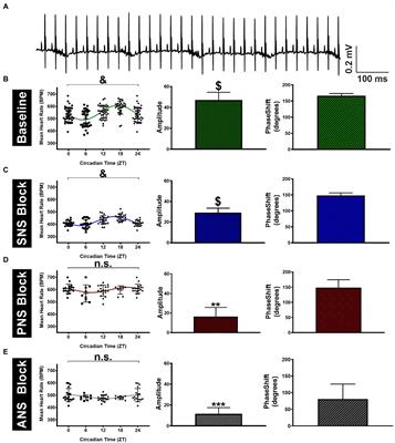 Dissecting the Roles of the Autonomic Nervous System and Physical Activity on Circadian Heart Rate Fluctuations in Mice